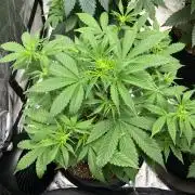 Acapulco Gold SeedSupreme Indoor Summer
