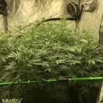 Euphoria Divine Seeds Indoor Fall
