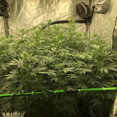 Euphoria Divine Seeds Indoor Fall