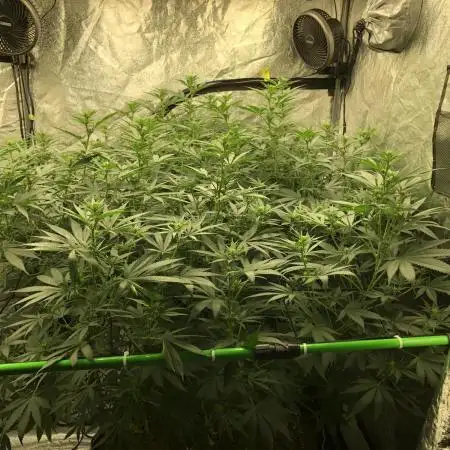 Euphoria Divine Seeds Indoor Fall