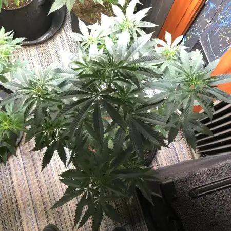 Gorilla Melon Fast Buds Indoor Fall