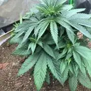 Karibbean Mango Indoor Spring 26