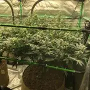 Mexican Sativa Kannabaia Indoor Summer