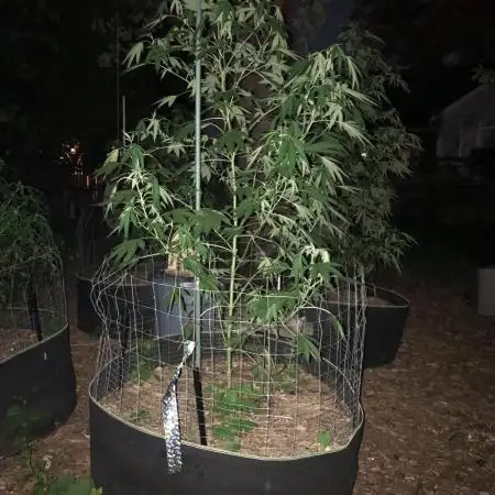Fast Buds Rainbow Melon First Outdoor