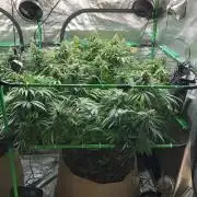 Colombian Jack Kannabia Indoor Spring 26