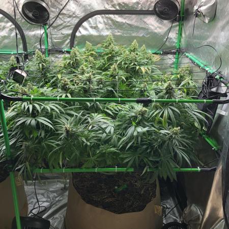 Colombian Jack Kannabia Indoor Spring 26
