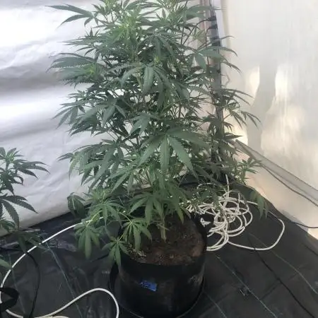 00 Gorilla Fast Indoor Summer