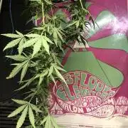 Big Jack Auto Outdoor Spring 26'