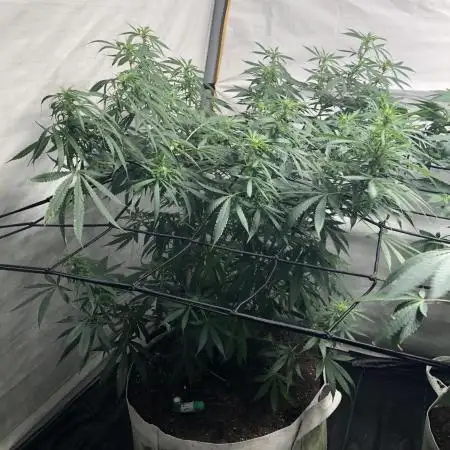 00 Blue Dream Fast Indoor Summer