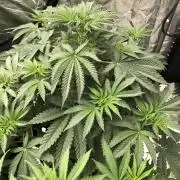 Karate Kid Sensi Indoor Fall