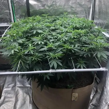 Sweet Seeds Green Poison Indoor 4x4