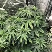 Mexican Sativa Kannabaia Indoor Summer