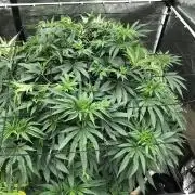 White Domina Kannabia Indoor Spring 26