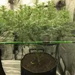 Euphoria Divine Seeds Indoor Fall