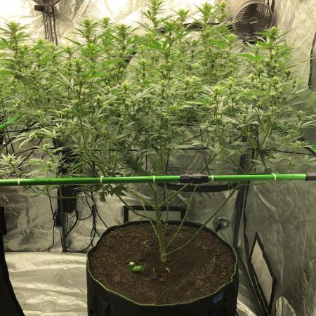 Euphoria Divine Seeds Indoor Fall