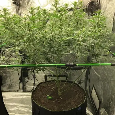 Euphoria Divine Seeds Indoor Fall