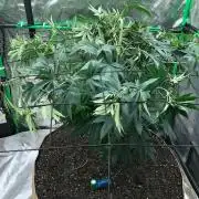 Mexican Sativa Kannabaia Indoor Summer