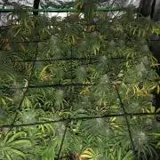 Ganja Farmer Grandaddy Black Indoor 4x4