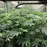 Witches Wedding Seedman Indoor Fall