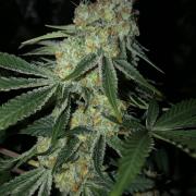 Purple Punch 00 Indoor Scrog Fall