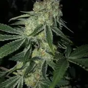 Purple Punch 00 Indoor Scrog Fall