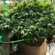 Karibbean Mango Indoor Spring 26