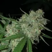 Acapulco Gold (auto) SeedSupreme Indoor