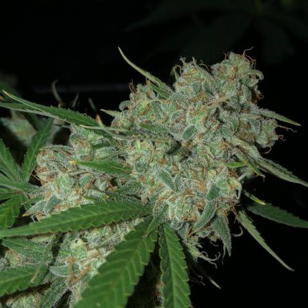Acapulco Gold (auto) SeedSupreme Indoor