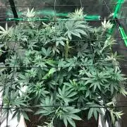 Mexican Sativa Kannabaia Indoor Summer