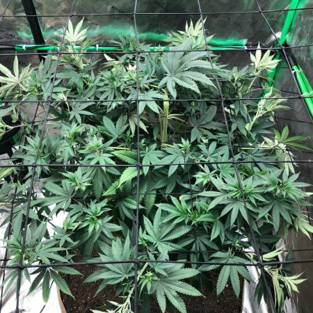 Mexican Sativa Kannabaia Indoor Summer