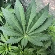 Lemonchello Haze Seedsman Indoor Summer