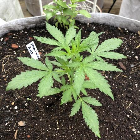 Maui Wowie Auto Outdoor Spring 26'