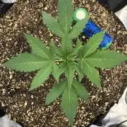 Acapulco Gold SeedSupreme Indoor Summer