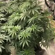 Northern Lights #5 Haze Cinderella 99