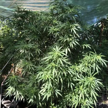 Seedsman OG Kush First Outdoor