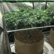 Lemonchello Haze Seedsman Indoor Summer