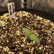 Neville's Haze Auto Spliff Seeds Indoor