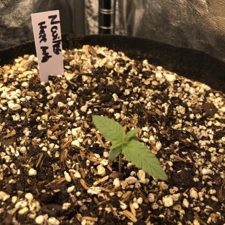 Neville's Haze Auto Spliff Seeds Indoor