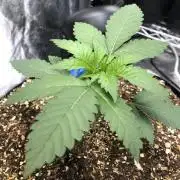 Mexican Sativa Kannabaia Indoor Summer