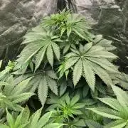 Silver Widow Kannabaia Indoor Summer