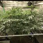 Witches Wedding Seedman Indoor Fall