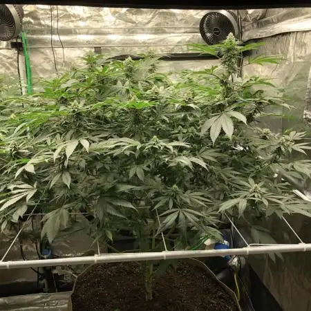 Witches Wedding Seedman Indoor Fall