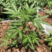 Maui Wowie Auto Outdoor Spring 26'