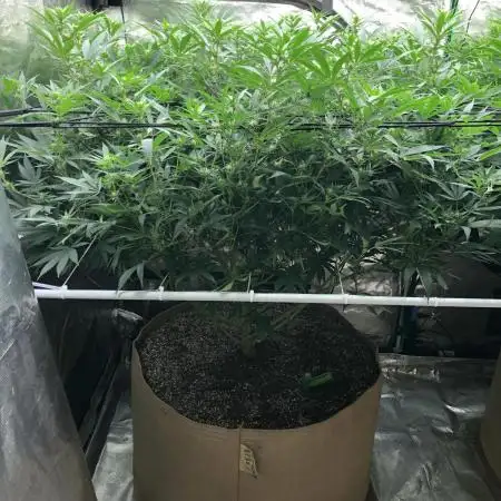 Pyramid Tutankhamun Indoor 4x4 Summer
