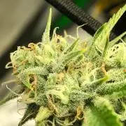 Acapulco Gold (auto) SeedSupreme Indoor