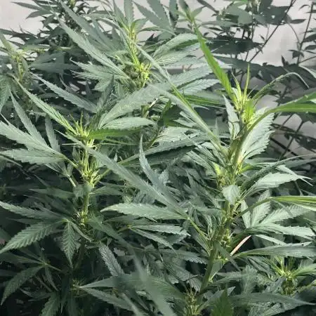 00 Blue Dream Fast Indoor Summer