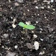 Big Jack Auto Outdoor Spring 26'