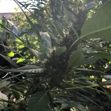 WSE Bubblegum First Outdoor