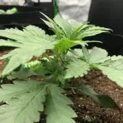 White Domina Kannabia Indoor Spring 26