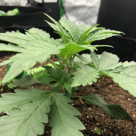 White Domina Kannabia Indoor Spring 26
